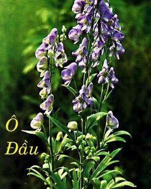 Dược liệu Ô Đầu ô đầu
