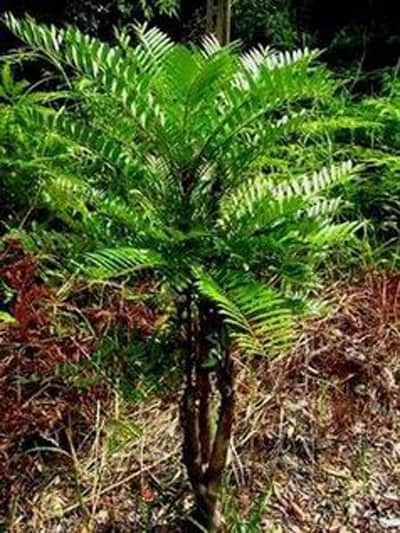 cây bách bệnh - mật nhân cây bách bệnh