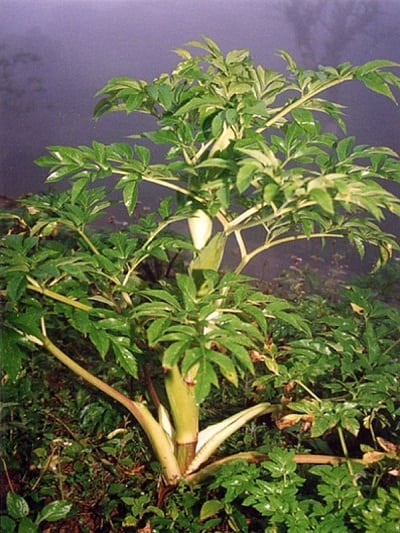 Cây Dươc Liệu Bạch Chỉ bạch chỉ