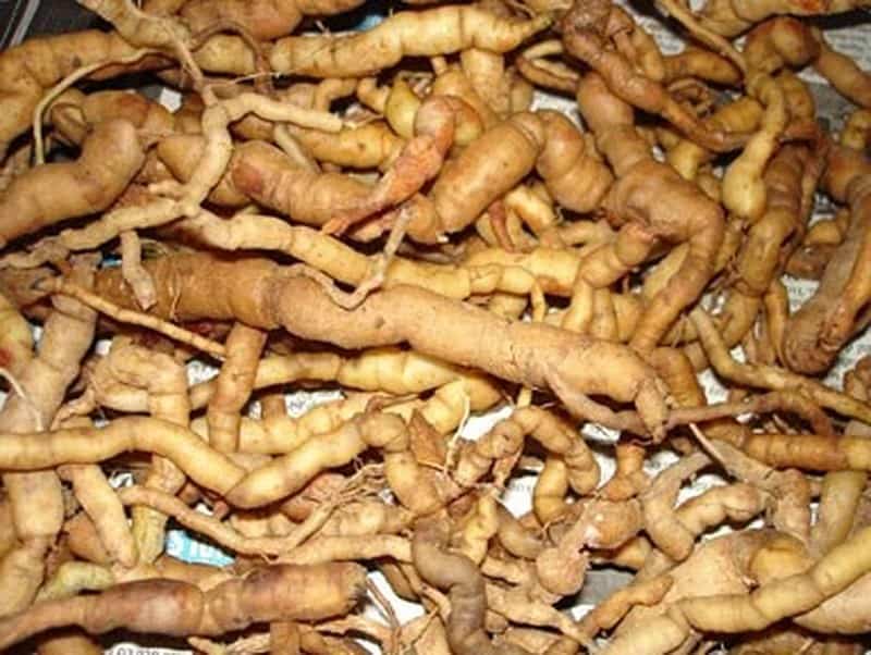 Củ Ba Kích củ ba kích