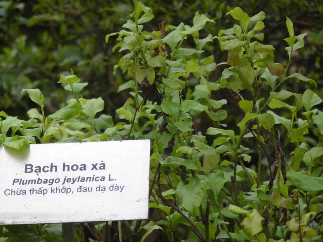 cây bạch hoa xà cây bạch hoa xà