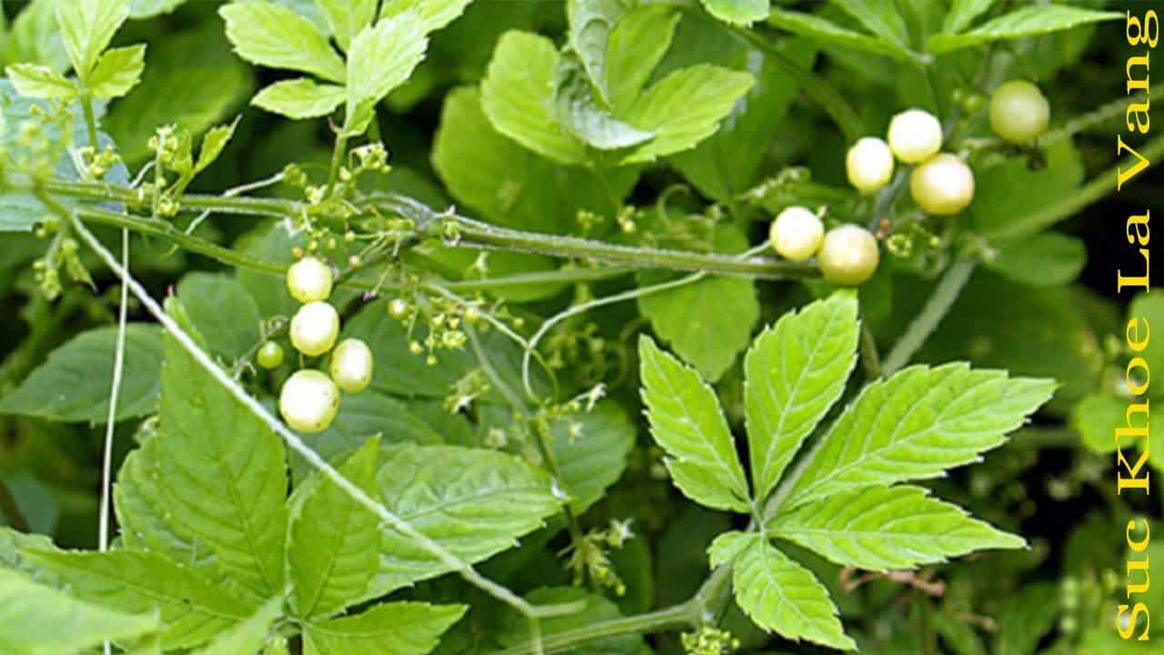 giảo cổ lam giảo cổ lam