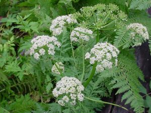 Viêm Tai Giữa – Căn Bệnh Phổ Biến Nhất Với Trẻ Em - ảnh 4 Hình ảnh: Viêm Tai Giữa – Căn Bệnh Phổ Biến Nhất Với Trẻ Em số 4