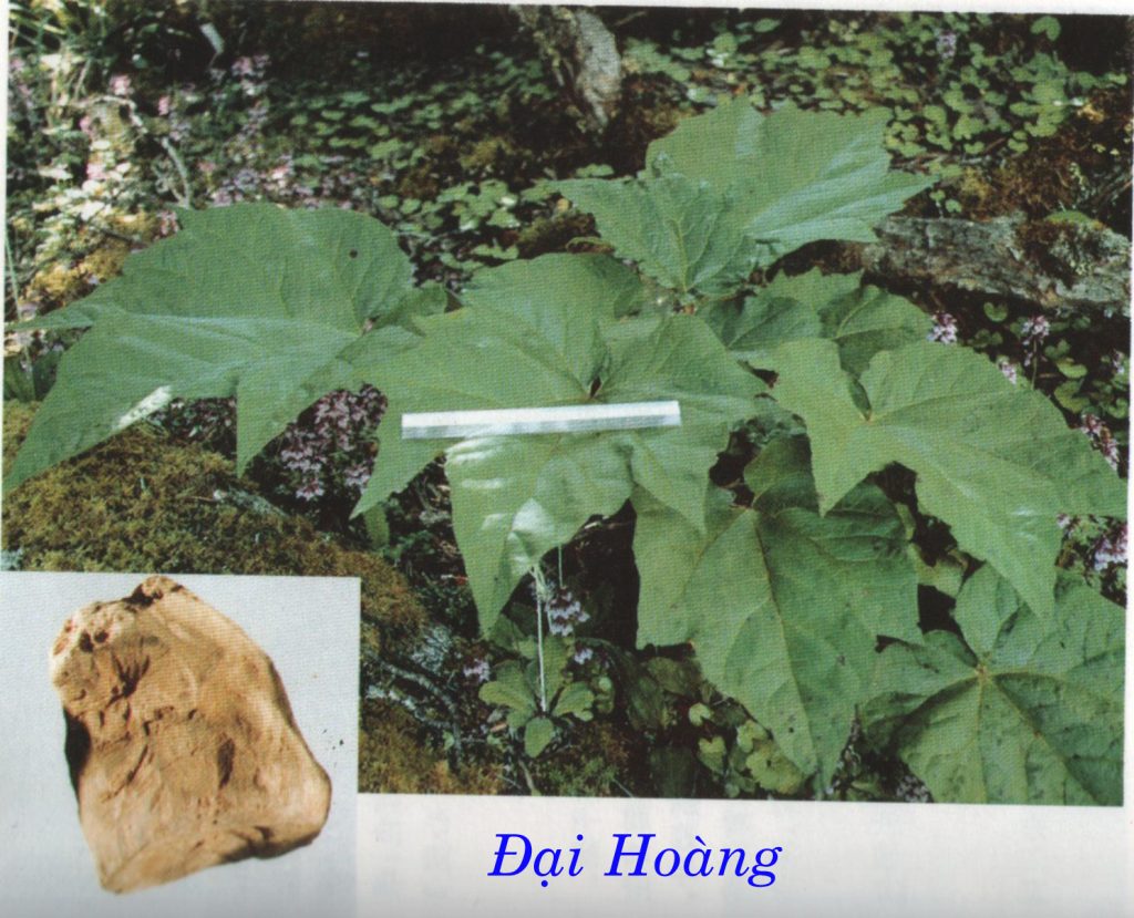 cây dược liệu đại hoàng đại hoàng
