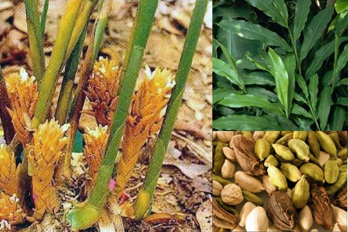 bạch đậu khấu bạch đậu khấu