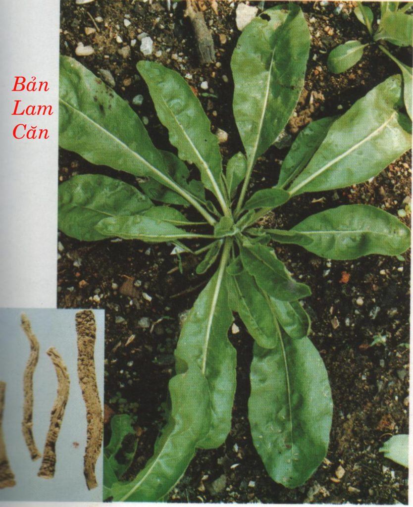 Dược Liệu Bản Lam Căn Bản Lam Căn