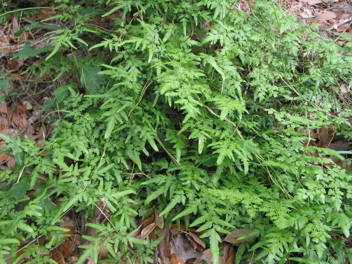 bong-bong(1) bong-bong