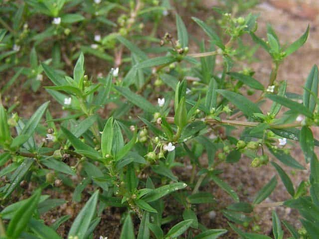 bạch xà thiệt thảo bạch-xà-thiệt-thảo