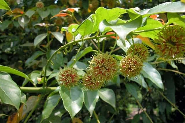 Dược liệu Câu Đằng câu đằng