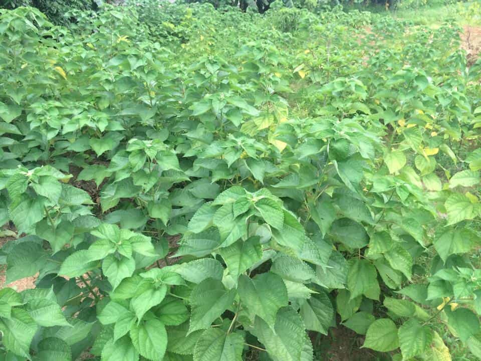 Cây Củ Gai cây củ gai