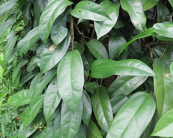 cây hoàng đằng hoàng đằng