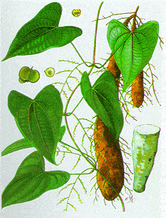 Cây Củ Mài củ mài