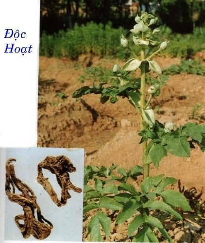 Độc hoạt Độc hoạt