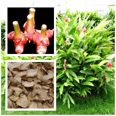 cao-luong-khuong_05 cao lương khương