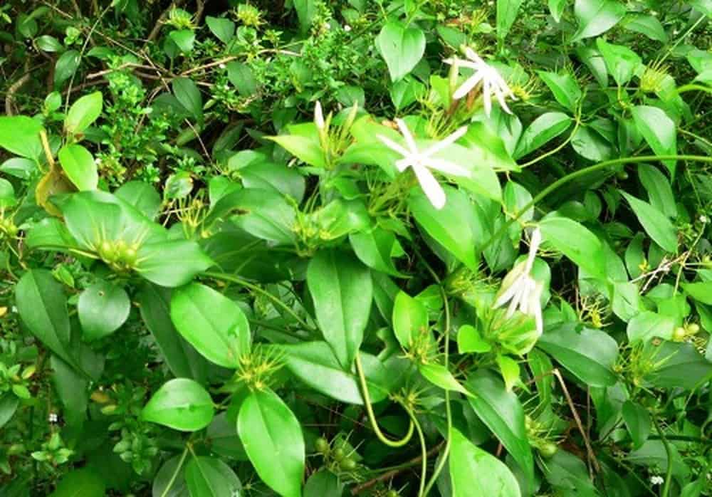 Dược liệu chè vằng chè vằng