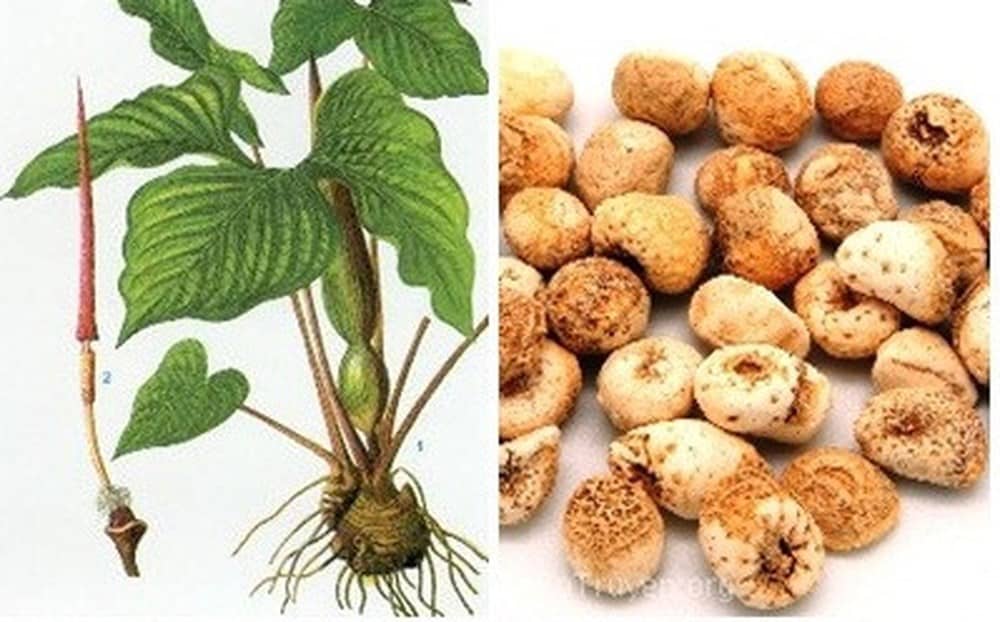 dược liệu củ chóc dược liệu củ chóc