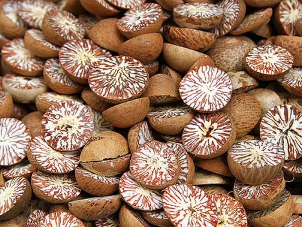 Mô tả dược liệu Bình Lang hạt cau