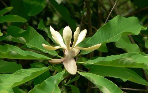 Hậu Phác hậu-phác