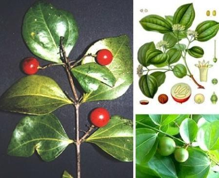 Dược liệu Hoàng Nàn hoàng nàn