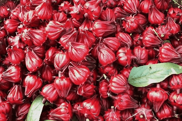 Hoa Bụp Giấm Hoa Bụp Giấm