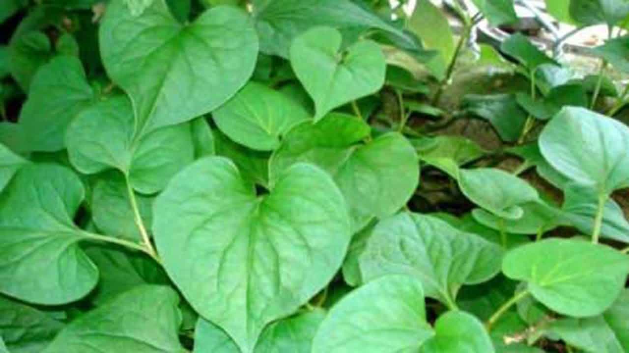 rau diếp cá rau diếp cá