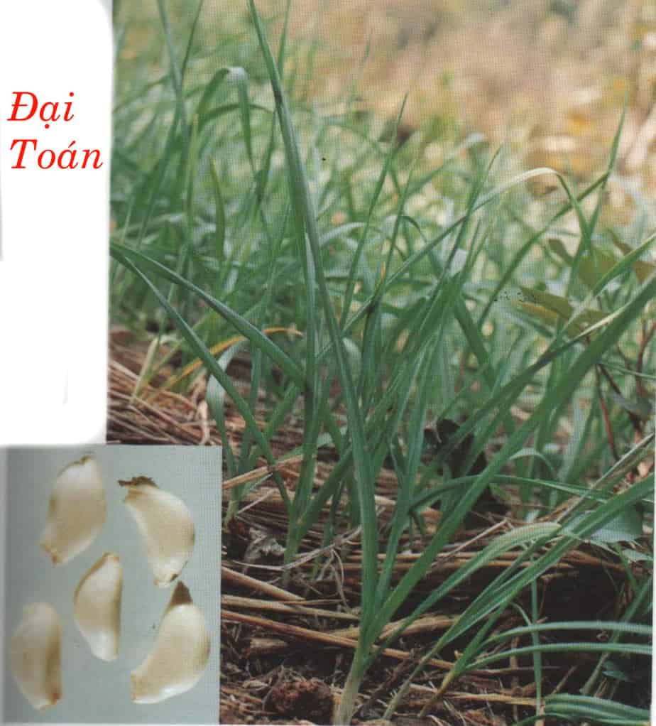 dai toan dai toan