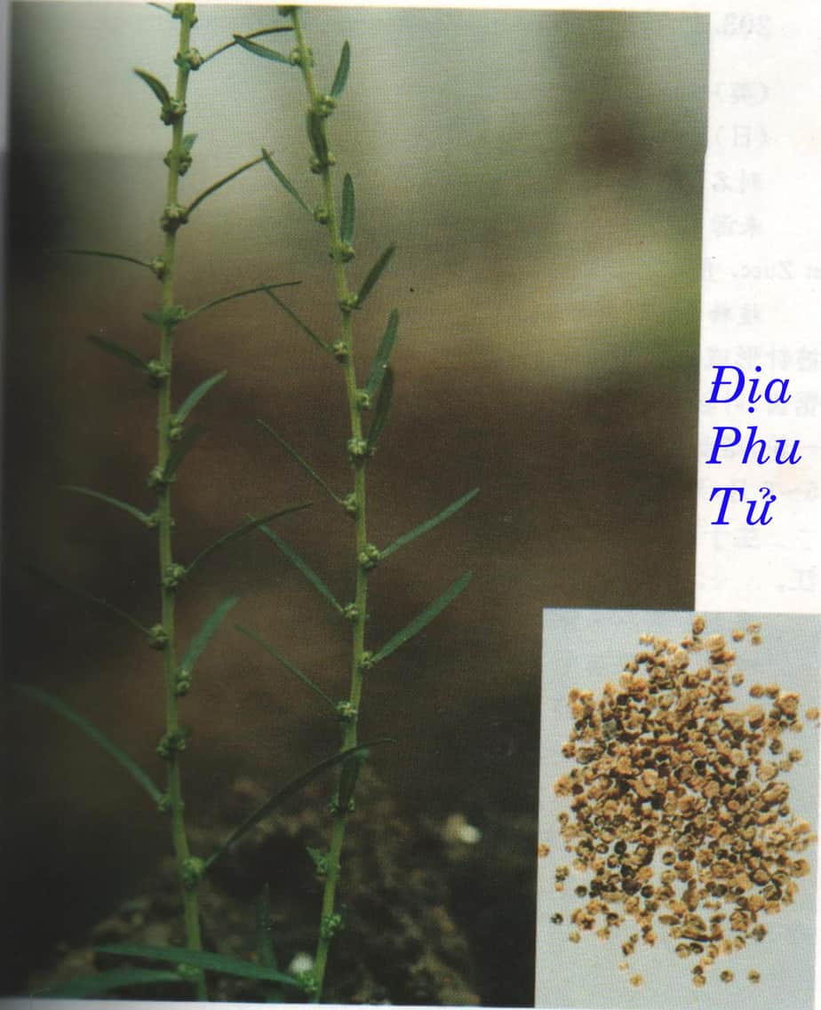 địa phụ tử địa phụ tử