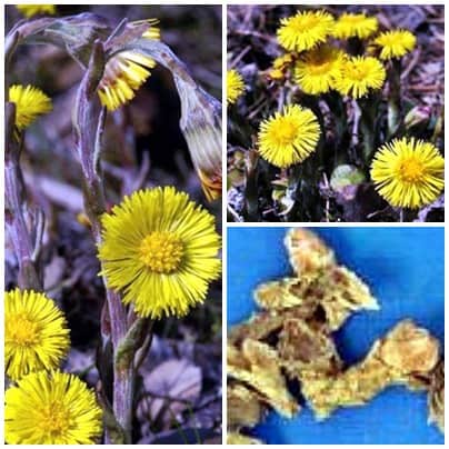 Khoản Đông Hoa Khoản Đông Hoa
