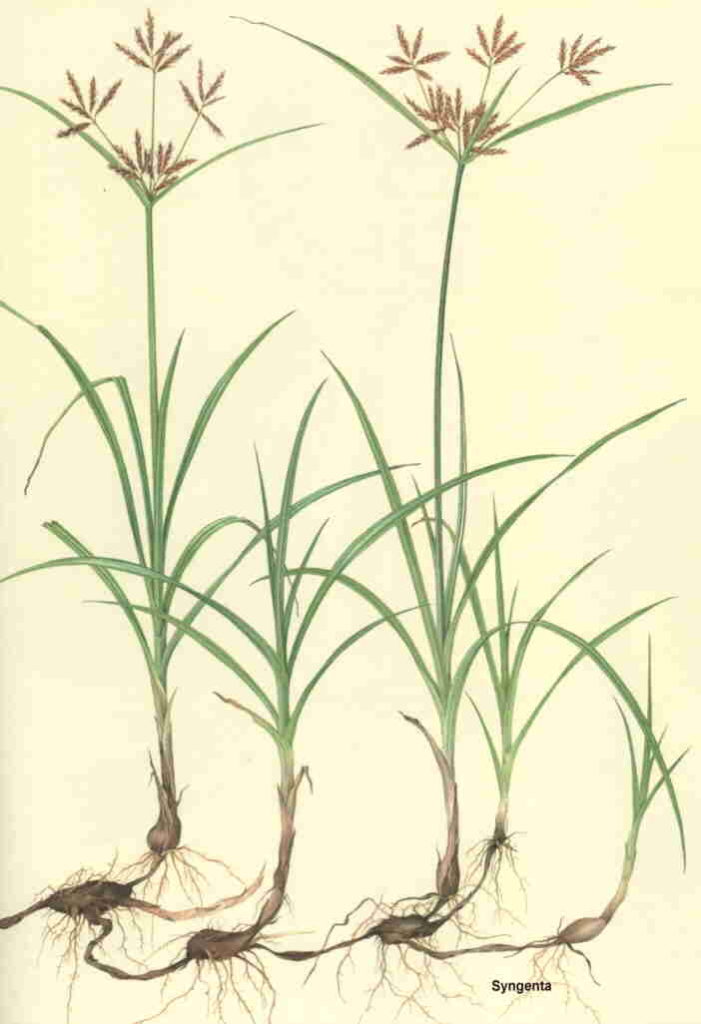 Hương Phụ hương-phụ