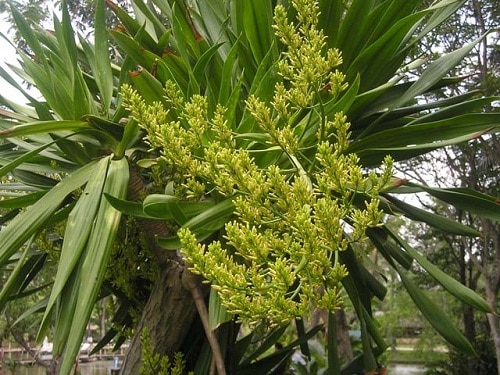 Huyết Giác Huyết Giác