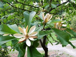 Hậu Phác Nam hậu-phác-nam