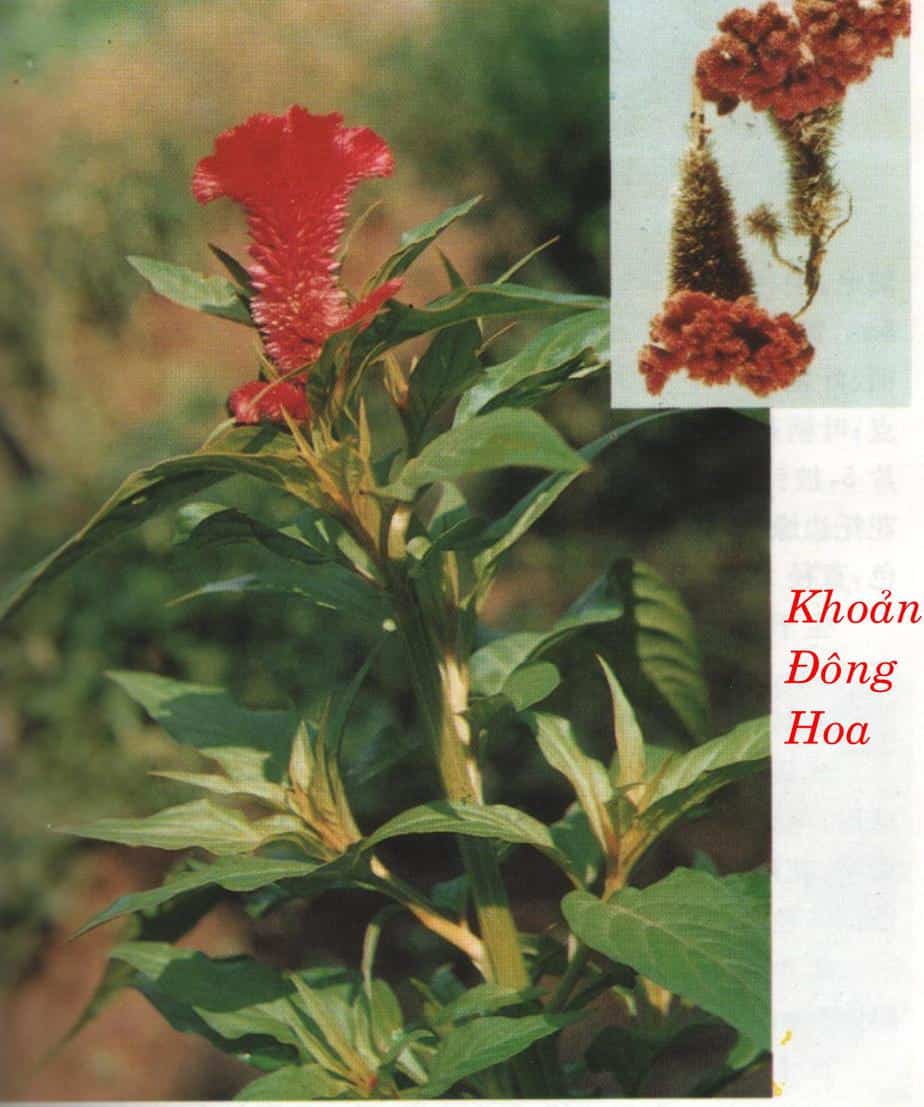 khoan-dong-hoa Khoản Đông Hoa