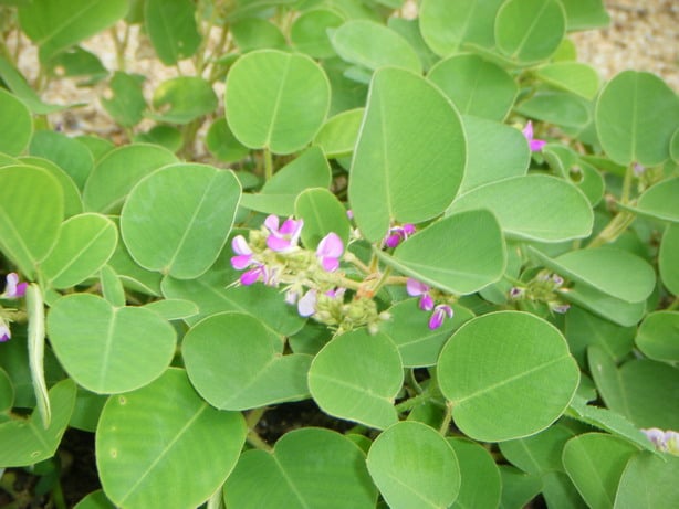 Kim Tiền Thảo kim tiền thảo