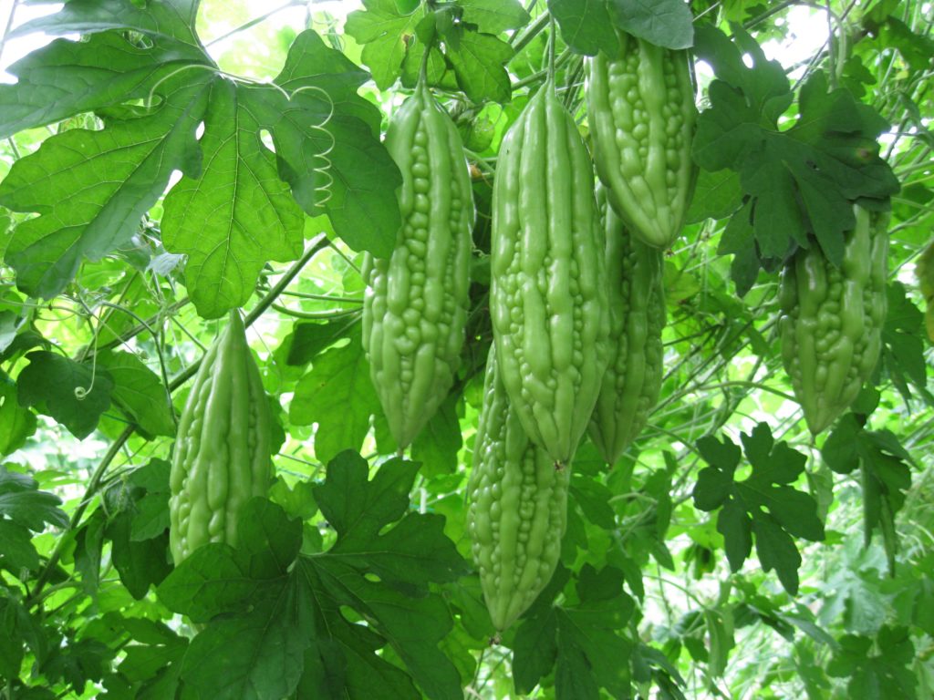 Quả Mướp Đắng