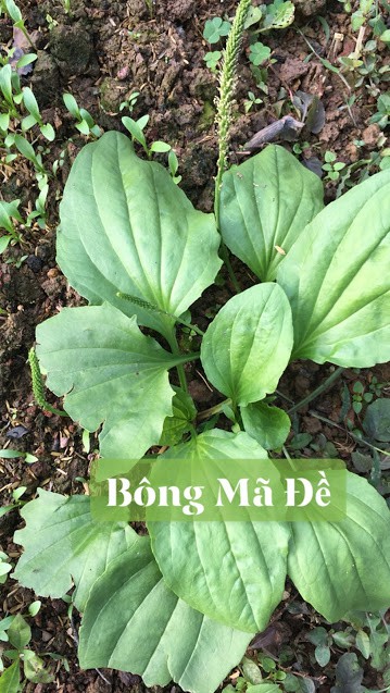 cây bông mã đề cây bông mã đề