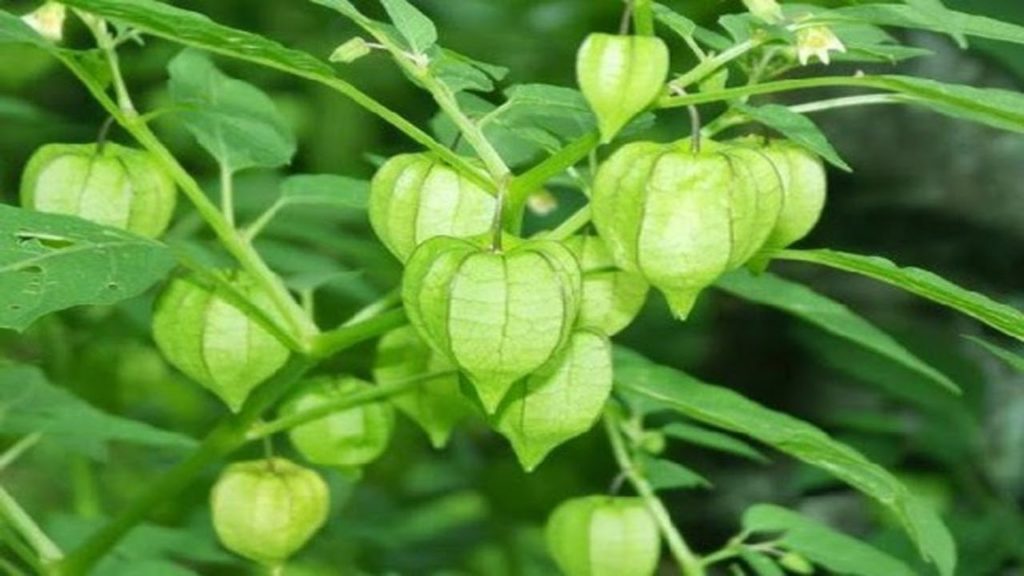 cây tầm bóp cây tầm bóp