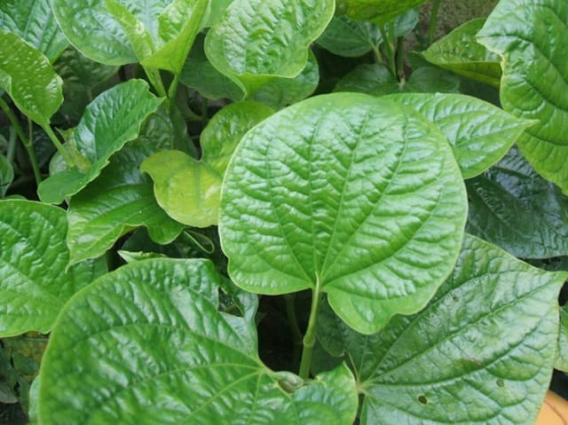 cây lá lốt lá lốt
