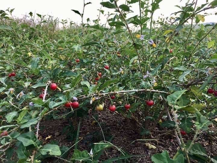 cà gai leo cà gai leo