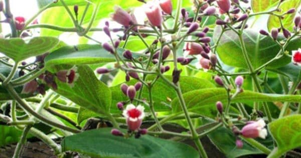 lá mơ lông có tác dụng chữa được nhiều thứ bệnh lá mơ lông