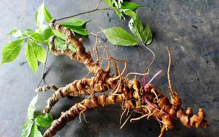 Củ sâm ngọc linh trị giá hàng tỷ đồng sâm ngọc linh