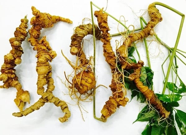 sâm ngọc linh sâm ngọc linh