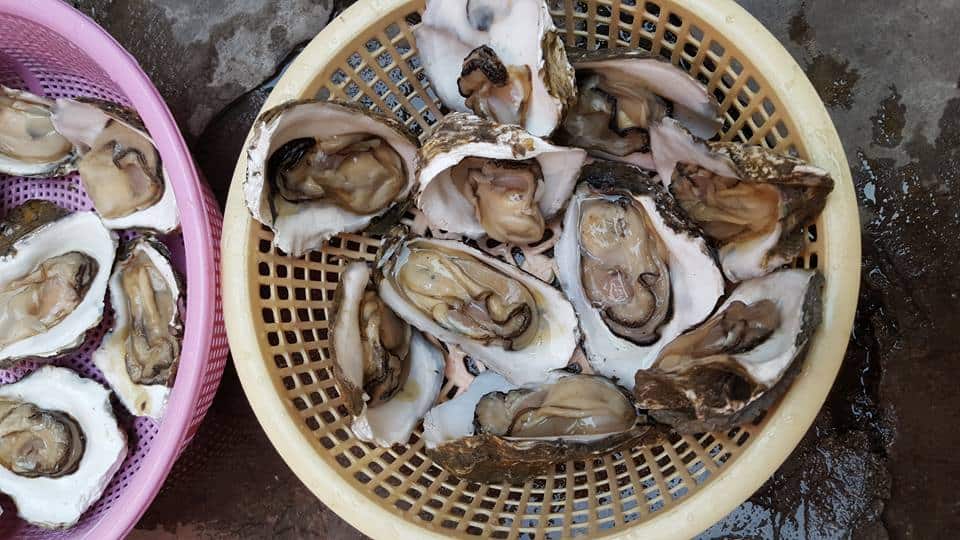 Hàu Biển hàu biển