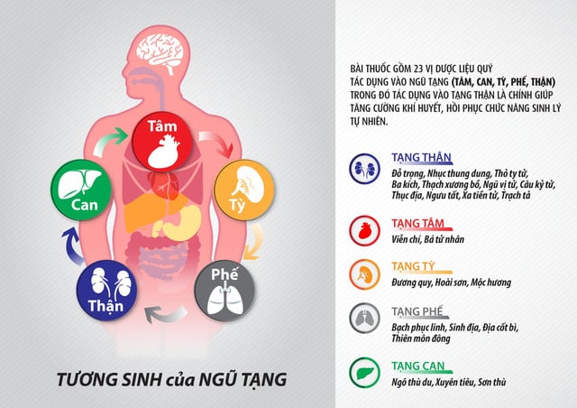 chữa-yếu-sinh-lý-bằng-đông-y-dược-liệu