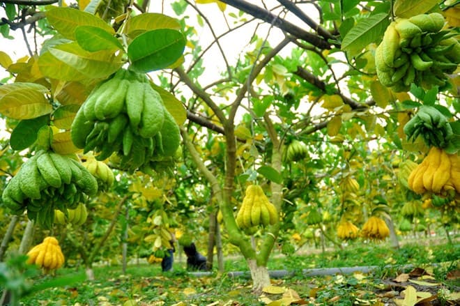 Cây quả phật thủ phật thủ