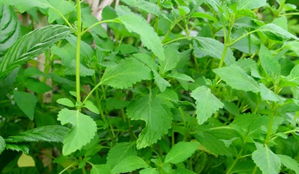 Cây rau kinh giới rau kinh giới