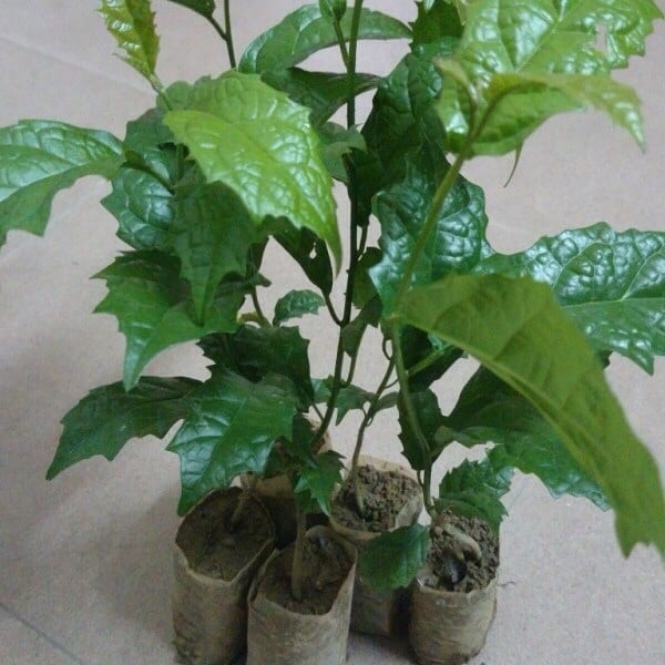 Cây dược liệu xạ đen xạ đen