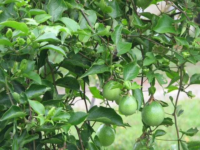Cây Lạc Tiên lạc tiên