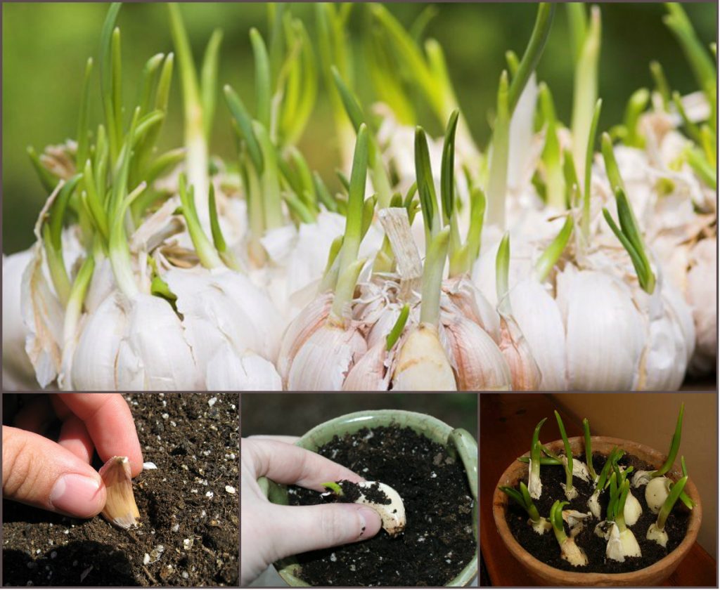 Cây Tỏi cây tỏi