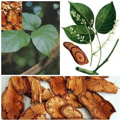 kê huyết đằng kê huyết đằng