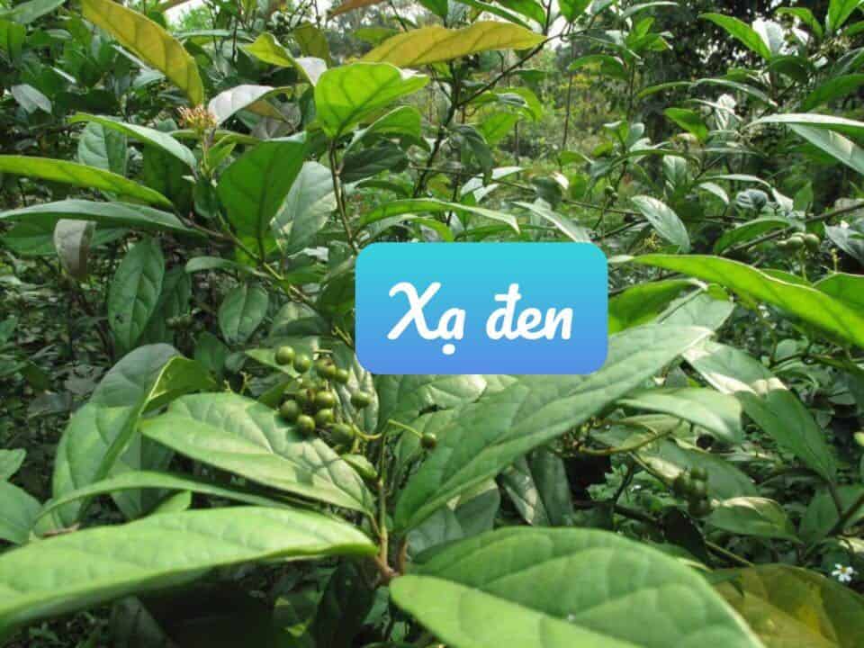 Xạ đen